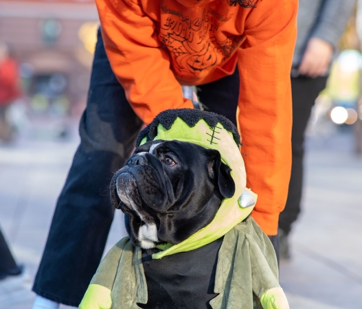 Halloween Pet Parade & Anniversary Party — The Dining Dog and Friends