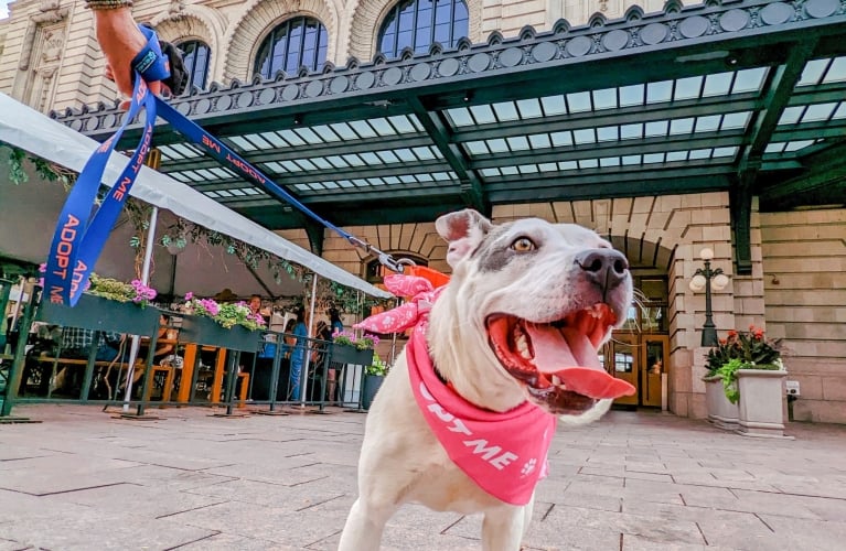 Yappy Hour! | Denver Union Station